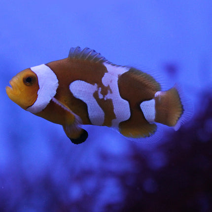 Picasso Clownfish