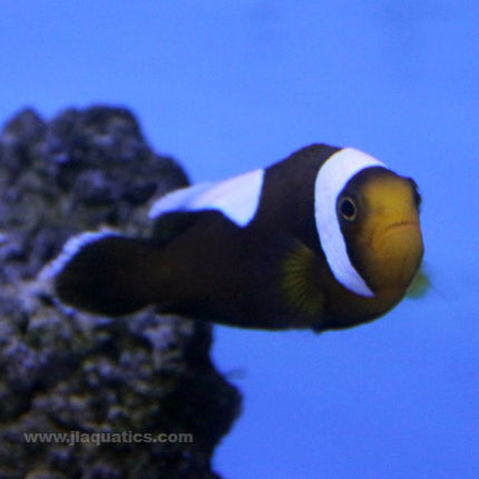 Saddleback Clownfish