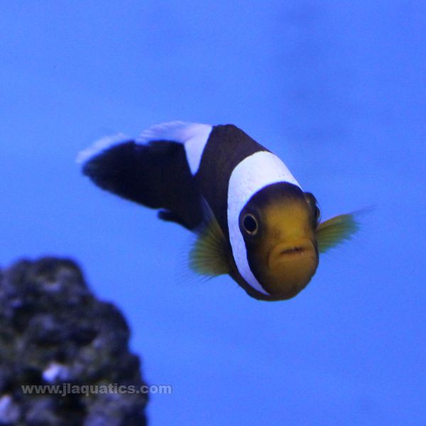 Saddleback Clownfish