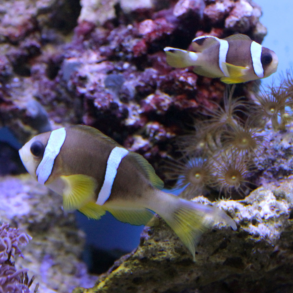 Red Sea Two Band Clownfish