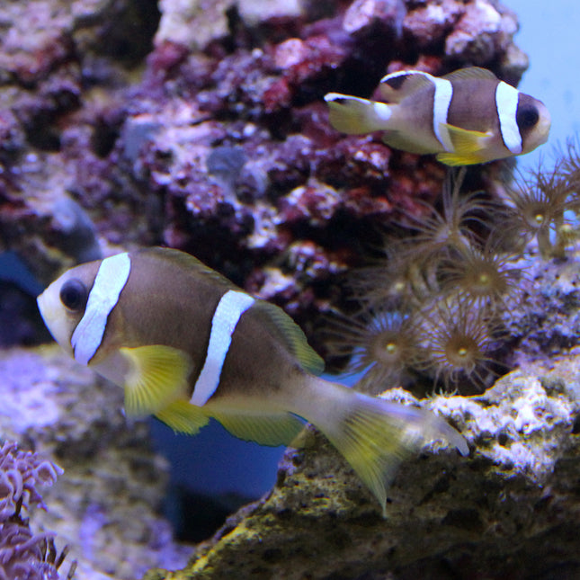 Red Sea Two Band Clownfish