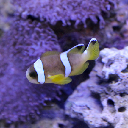 Red Sea Two Band Clownfish