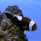 Buy Saddleback Clownfish (Tank Raised) in Canada for as low as 28.95