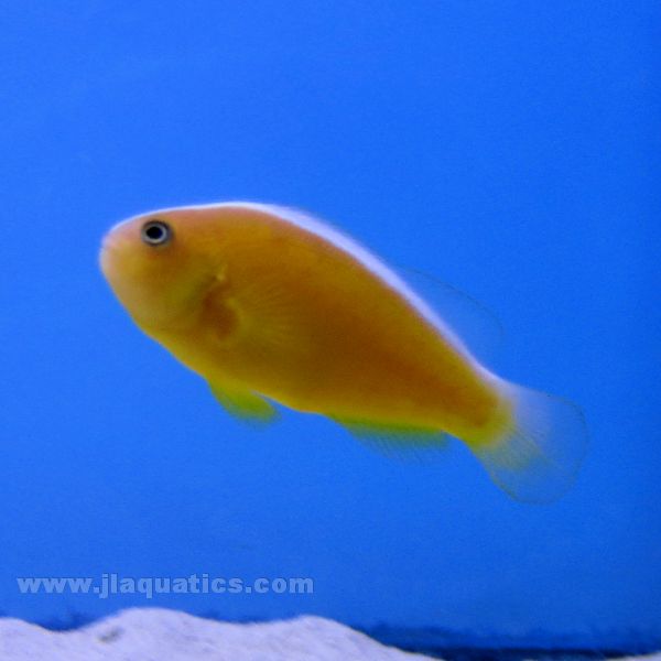 Buy Orange Skunk Clownfish (Tank Raised) in Canada for as low as 22.45