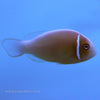 Buy Pink Skunk Clownfish (Tank Raised) in Canada for as low as 23.45