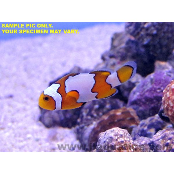 Snowflake (Premium) Clownfish