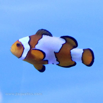 Buy Snowflake (Premium) Clownfish (Tank Raised) in Canada for as low as 69.95