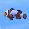 Buy Snowflake (Premium) Clownfish (Tank Raised) in Canada for as low as 69.95