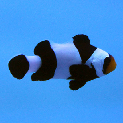 Wide Bar Black Gladiator Clownfish