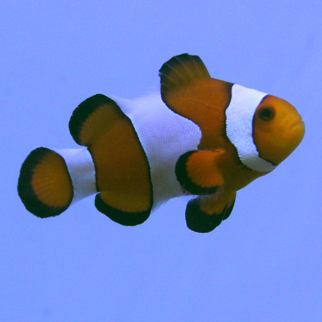 Wide Bar Gladiator Clownfish