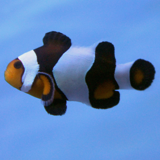 Buy Wide Bar Mocha Clownfish (Tank Raised) in Canada for as low as 70.95