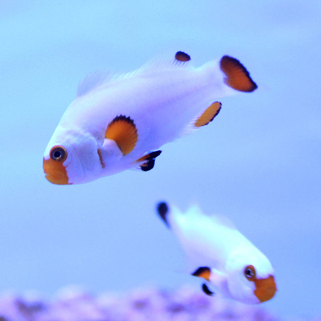 Wyoming White Clownfish