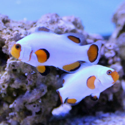 Buy Wyoming White Clownfish (Tank Raised) in Canada for as low as 62.95