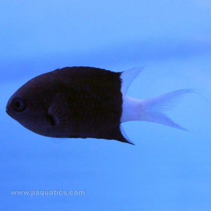 Buy BiColor Chromis (Asia Pacific) in Canada for as low as 10.45