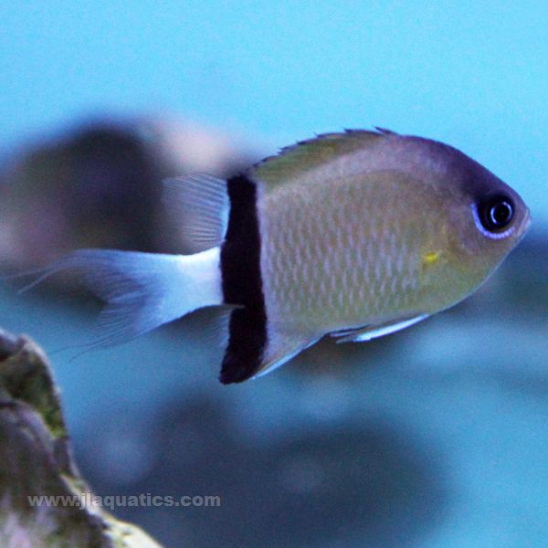 Black Bar Chromis