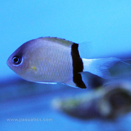 Buy Black Bar Chromis (Asia Pacific) in Canada for as low as 10.95