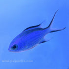 Buy Blue Chromis (Atlantic) in Canada for as low as 40.95