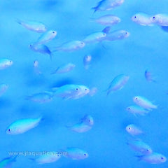 Buy Green Chromis (Asia Pacific) in Canada for as low as 9.45