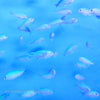Buy Green Chromis (Asia Pacific) in Canada for as low as 9.45