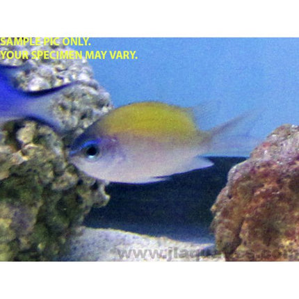 Buy Sunshine Chromis (South Pacific) in Canada for as low as 40.95