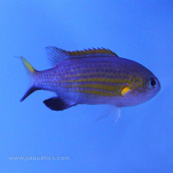 Buy Vanderbilt Chromis (Australia) in Canada for as low as 183.45