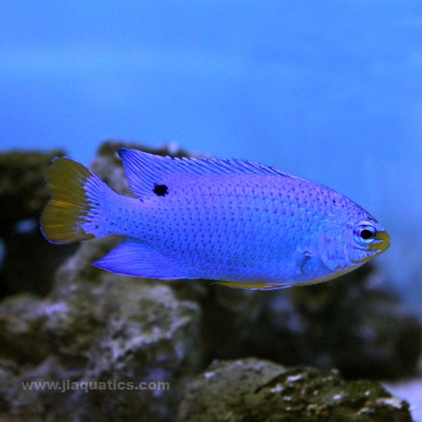 Fiji Blue Damsel