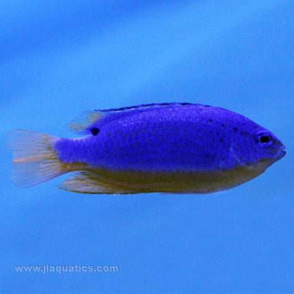 Fiji Blue Damsel