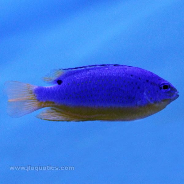 Fiji Blue Damsel