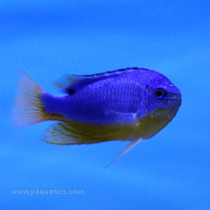 Fiji Blue Damsel