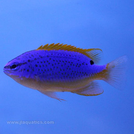 Buy Fiji Blue Damsel (South Pacific) in Canada for as low as 22.95