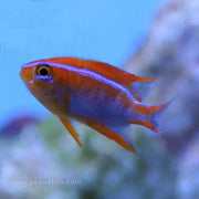 Buy Red Honey Damsel (Asia Pacific) in Canada for as low as 10.45