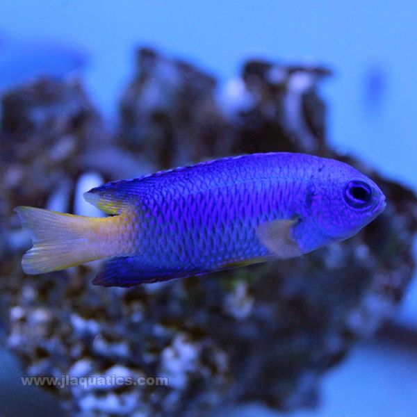 Buy Yellow Belly Blue Damsel (Asia Pacific) in Canada for as low as 9.95