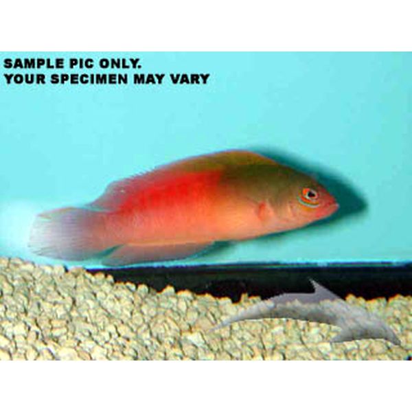 Buy Australian Dottyback - Male (Australia) in Canada for as low as 300.45