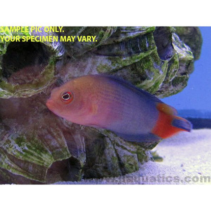 Buy Ceylon Dottyback (Indian Ocean) in Canada for as low as 59.95