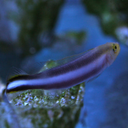 Double Striped Dottyback