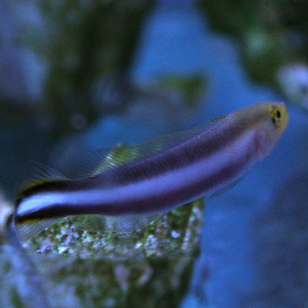 Double Striped Dottyback