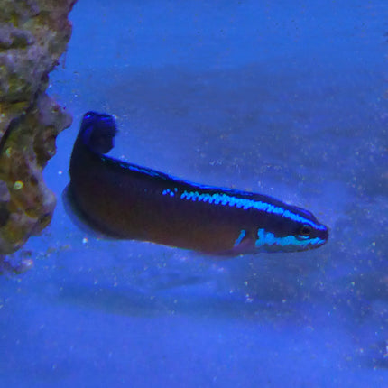 Buy Black Neon Dottyback (Tank Raised) in Canada for as low as 41.45