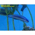 Buy Indigo Dottyback (Tank Raised) in Canada for as low as 66.95