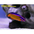 Buy Neon Dottyback (Tank Raised) in Canada for as low as 41.45