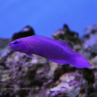 Buy Orchid Dottyback (Tank Raised) in Canada for as low as 41.45