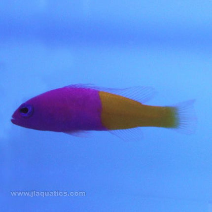 Buy Royal Dottyback (Asia Pacific) in Canada for as low as 21.95