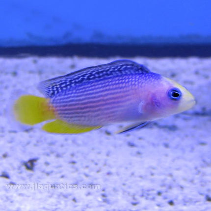 Buy Splendid Dottyback (Tank Raised) in Canada for as low as 47.95