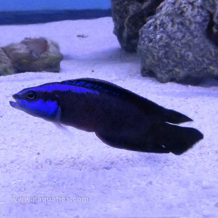 Buy Springer's Dottyback (Tank Raised) in Canada for as low as 41.45