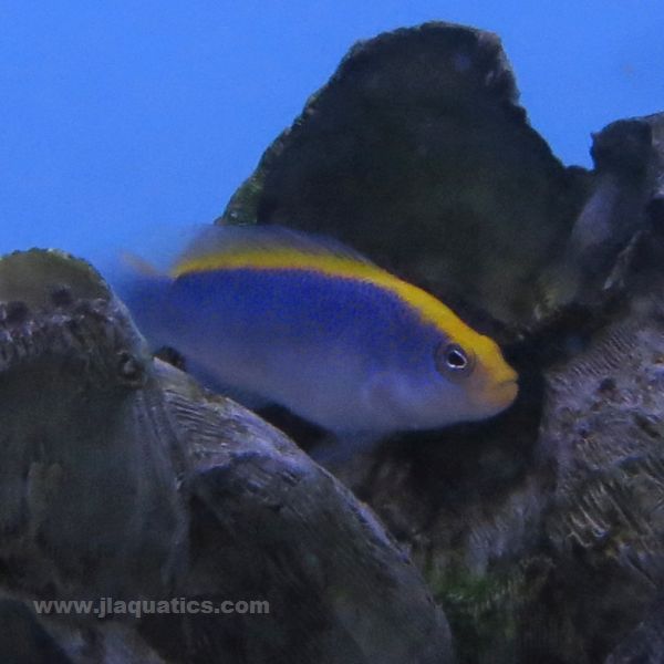 Buy Sunrise Dottyback (Tank Raised) in Canada for as low as 41.45