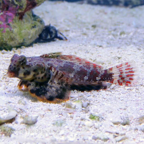 Buy Scooter Blenny (Asia Pacific) in Canada for as low as 19.45