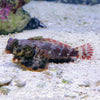 Buy Scooter Blenny (Asia Pacific) in Canada for as low as 19.45