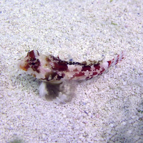 Red Scooter Blenny