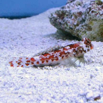 Buy Red Scooter Blenny (Indian Ocean) in Canada for as low as 27.95