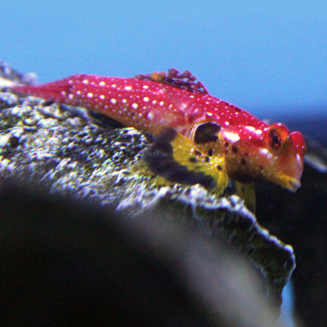 Ruby Red Scooter Blenny