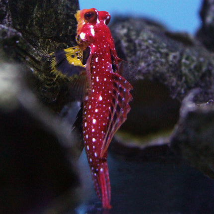 Ruby Red Scooter Blenny